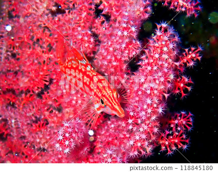 Long-tailed Hawkfish, Izu Oshima, 2 Long-tailed Hawkfish, Izu Oshima, 2 118845180