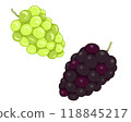 Illustration of grapes and Muscat 118845217