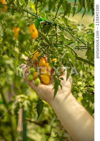 Farmer is checking the ripeness of tomatoes Farmer is checking the ripeness of tomatoes 118845300
