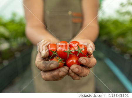 Farmer is holding cherry tomatoes Farmer is holding cherry tomatoes 118845301