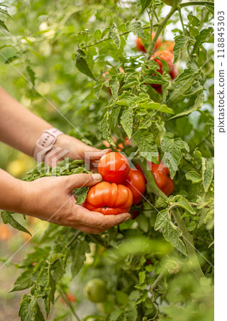 Farmer holding a large red ripe tomato Farmer holding a large red ripe tomato 118845303