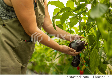 Farmer is holding a large ripe eggplant Farmer is holding a large ripe eggplant 118845306