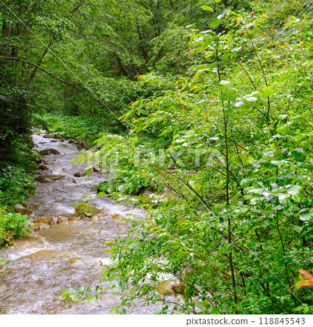 Mountain river with a rocky bed and green forest on the banks. 118845543