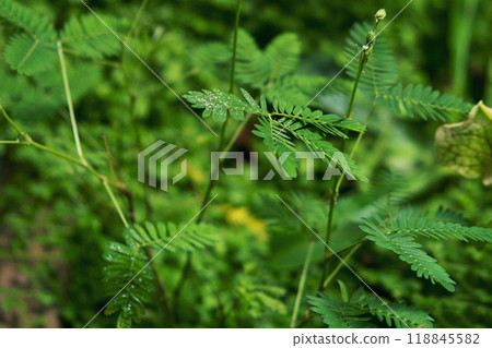 Close up of Sensitive plant or mimosa pudica plant Close up of Sensitive plant or mimosa pudica plant 118845582