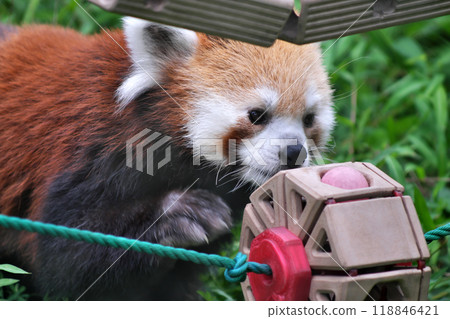 Red panda playing with toys⑥ 118846421