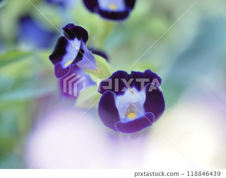 Torenia flowers blooming behind backlit flowers 118846439