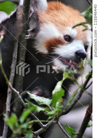 Red panda climbing a tree① 118846440