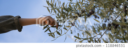 Hand of a child picking ripe black olives from an organic tree 118846531