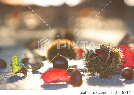 Beautiful autumn scenery with chestnuts and nuts fallen from chestnut trees in the forest, red maple leaves and fallen leaves 118846715