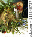 Friendly seahorse couple 118846737