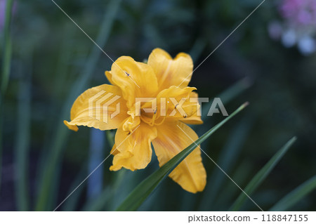 Beautiful yellow (orange) daylily in the garden against the background of green leaves. Garden plants, the beauty of nature. Selective focus, close-up. 118847155
