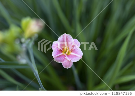 Beautiful pink daylily in the garden against the background of green leaves. Garden plants, the beauty of nature. Selective focus, close-up. 118847156