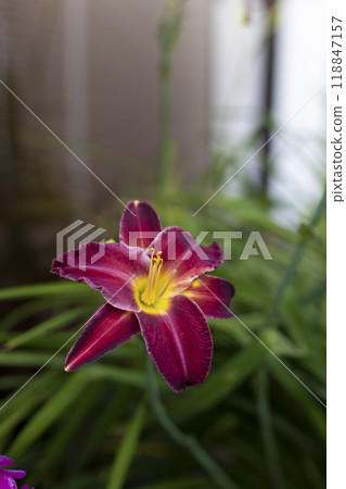 Beautiful burgundy (dark red) daylily in the garden against the background of green leaves. Garden plants, the beauty of nature. Selective focus, close-up. Beautiful burgundy (dark red) daylily in the garden against the background of green leaves. Garden plants, the beauty of nature. Selective focus, close-up. 118847157