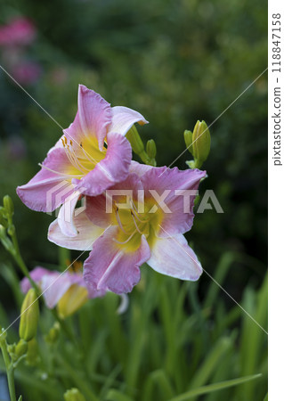 Beautiful pink daylily in the garden against the background of green leaves. Garden plants, the beauty of nature. Selective focus, close-up. 118847158