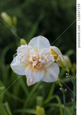 Beautiful cream (beige) daylily in the garden against the background of green leaves. Garden plants, the beauty of nature. Selective focus, close-up. 118847159