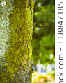 苔蘚木 118847185