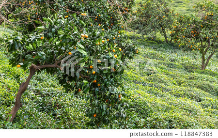 Tangerines tree with orange fruits Tangerines tree with orange fruits 118847383