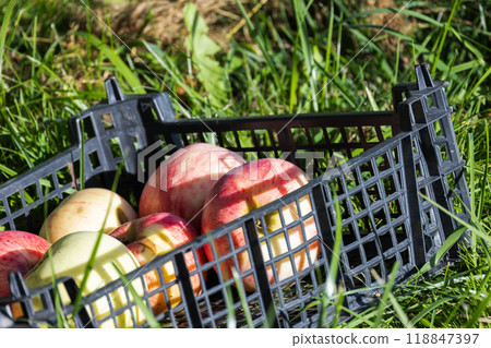 Harvest of red yellow apples is in black plastic box on the grass Harvest of red yellow apples is in black plastic box on the grass 118847397