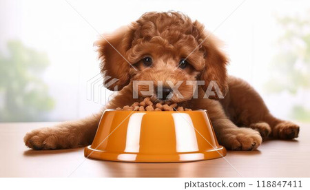 Toy poodle puppy eating dog food 118847411