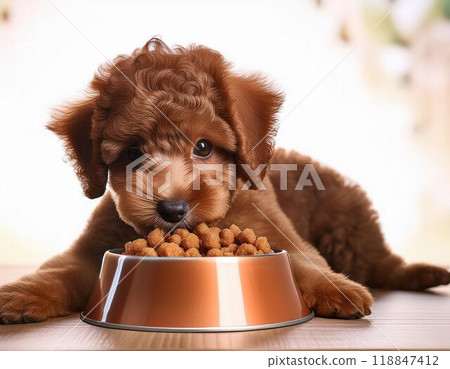 Toy poodle puppy eating dog food 118847412