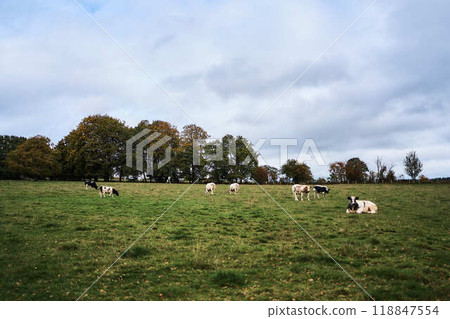 landscapes of an autumnal European village, Belgium, leaves colored by fall 118847554