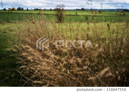 landscapes of an autumnal European village, Belgium, leaves colored by fall landscapes of an autumnal European village, Belgium, leaves colored by fall 118847558