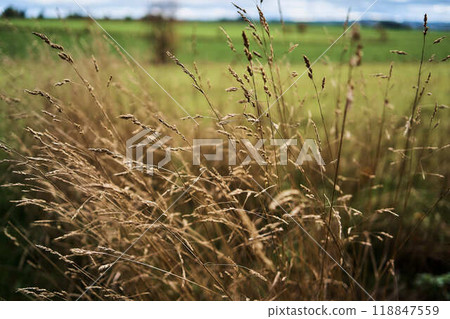 landscapes of an autumnal European village, Belgium, leaves colored by fall 118847559