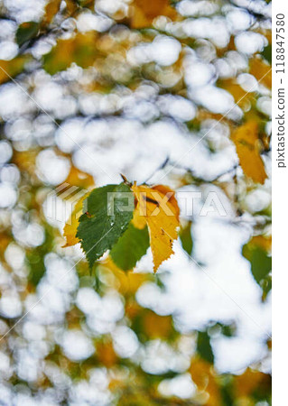 landscapes of an autumnal European village, Belgium, leaves colored by fall landscapes of an autumnal European village, Belgium, leaves colored by fall 118847580