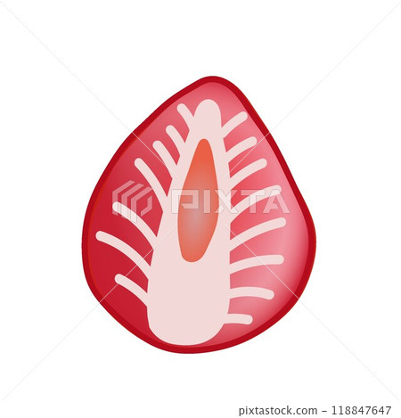 草莓切成兩半的插圖 草莓切成兩半的插圖 118847647