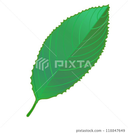 綠色櫻花葉的插圖 118847649