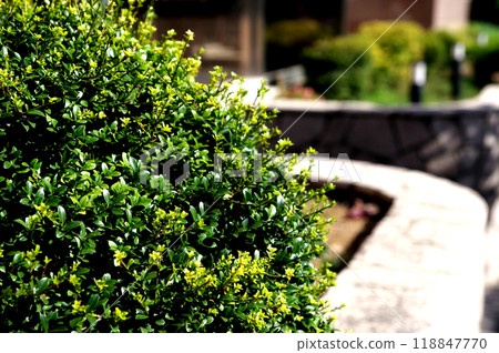 植物的鮮綠色 植物的鮮綠色 118847770