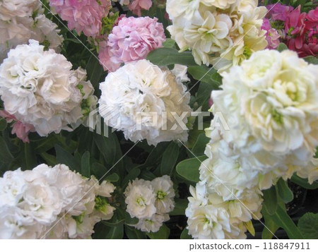 白色和粉紅色雙薩基庫存花 白色和粉紅色雙薩基庫存花 118847911