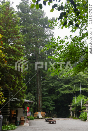 群馬縣澀川市水澤觀音杉 群馬縣澀川市水澤觀音杉 118847937