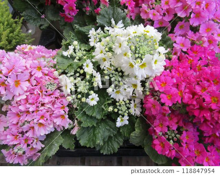 Close-up of colorful primula flowers Close-up of colorful primula flowers 118847954