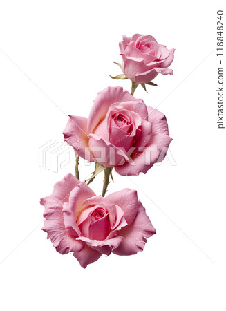Pink roses on white backgrounds 118848240