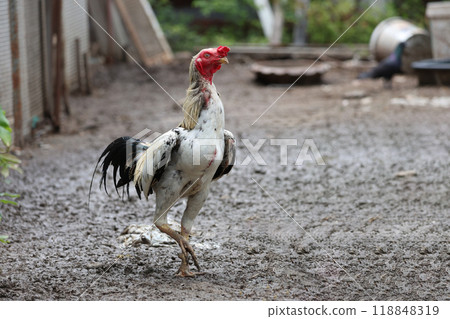 The fighting cock in garden nature farm The fighting cock in garden nature farm 118848319