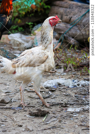 The fighting cock in garden nature farm 118848322