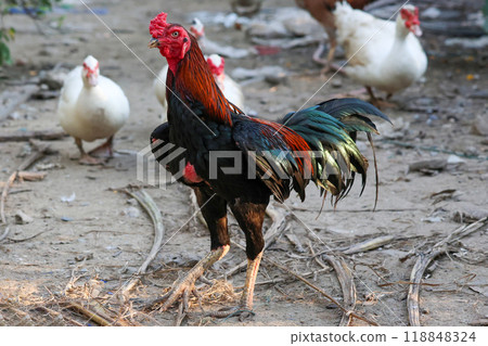 The fighting cock in garden nature farm 118848324