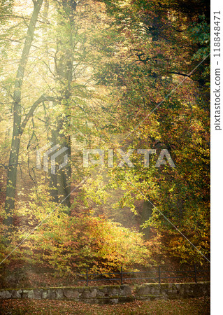 Sunbeams trough trees in park Sunbeams trough trees in park 118848471