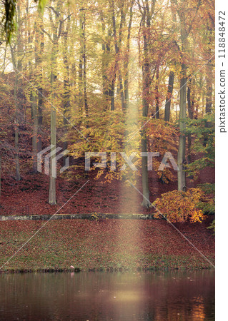 Sunbeams trough trees in park Sunbeams trough trees in park 118848472