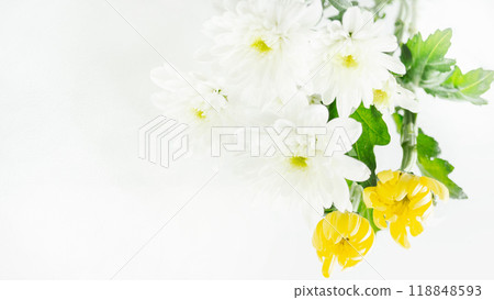 Offering flower background: White chrysanthemum, copy space Offering flower background: White chrysanthemum, copy space 118848593
