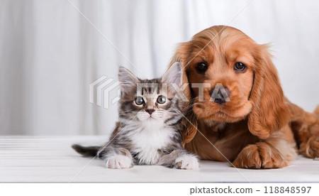 American Cocker Spaniel puppy and cat sitting together happily 118848597