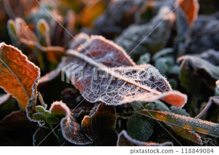 Fallen leaves on a frosty morning 118849084