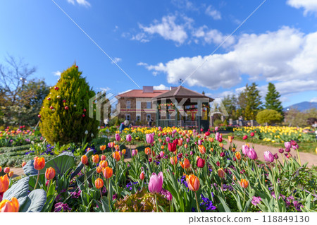 A winter English garden with blooming tulips (Hanana Garden/Hiratsuka City, Kanagawa Prefecture) 118849130