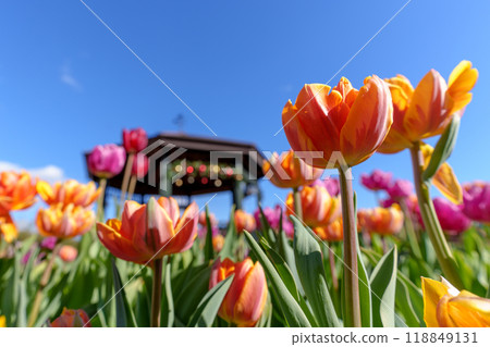 鬱金香盛開的冬季英式花園(神奈川縣平塚市卡納納花園) 鬱金香盛開的冬季英式花園(神奈川縣平塚市卡納納花園) 118849131