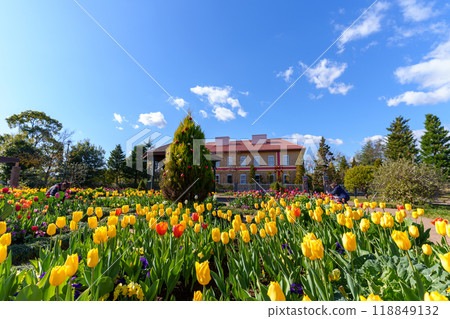 鬱金香盛開的冬季英式花園(神奈川縣平塚市卡納納花園) 鬱金香盛開的冬季英式花園(神奈川縣平塚市卡納納花園) 118849132