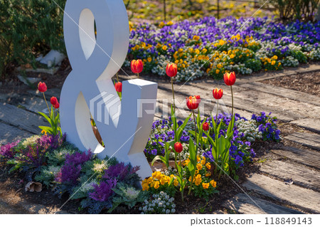 Winter flowerbed with blooming tulips (Hanana Garden/Hiratsuka City, Kanagawa Prefecture) 118849143