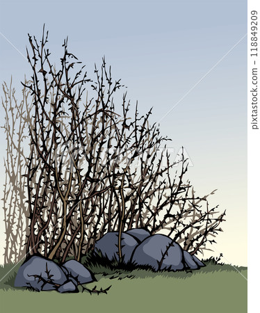 Vector drawing. The thorn bushes Vector drawing. The thorn bushes 118849209