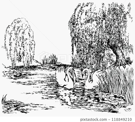 Vector drawing. Two swans in the park lake. Vector drawing. Two swans in the park lake. 118849210