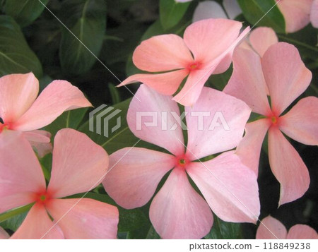 Up of flowers of Pink Nichin needis 118849238